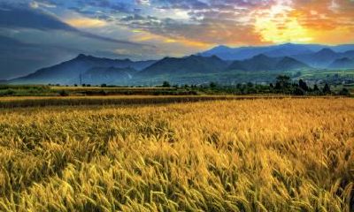 芒种出生的人命运如何，是什么命？