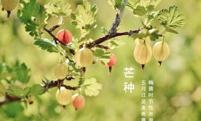 芒种出生的男孩命好吗？性格如何？