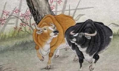 属牛人的出生日命运，属牛人几日出生最好