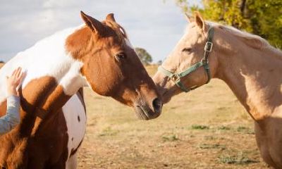 十二生肖属相芒种出生人好吗，命运如何？