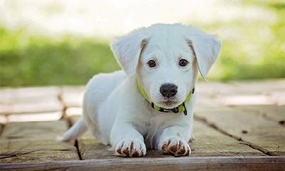 2022年属兔人可以养宠物吗，养猫好不好？