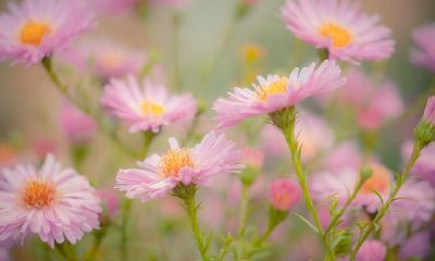 狮子座2021第三季度财气，仅有历经一番艰难困苦后，才可以获得令人满意的結果