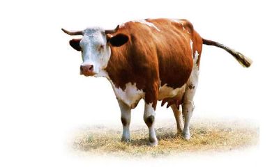 属牛人出生在那天最好，一生富贵双全，大福大贵