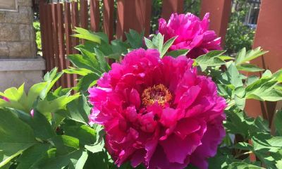 辛丑牛年，本运年能够养4养花，小丽火火旺运一一年