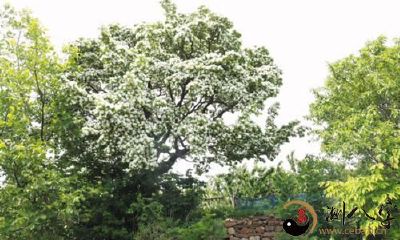 梦到树枝盛开白费