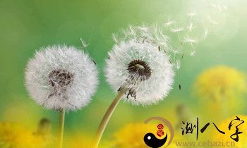 梦见蒲公英盛开