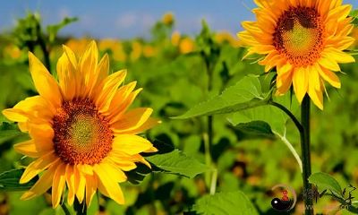 梦见向日葵盛开