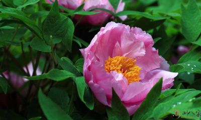 梦到牡丹花盛开