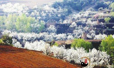 梦见梨花盛开树