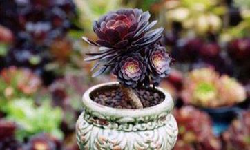 梦见白银怎么回事 梦见白银有什么预兆