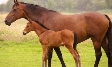 2022年已婚的属马人今年会离婚吗？90属马二次婚姻在几岁？