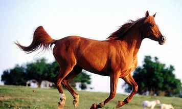 生肖马在2022年农历十二月运势及运程解析