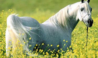 属马人在2022年的幸运颜色，禁忌颜色是什么？