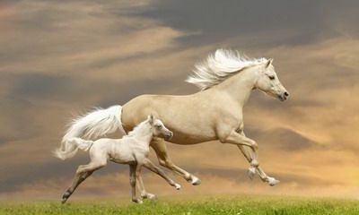 两个属马的人适合在2022年领证结婚吗？