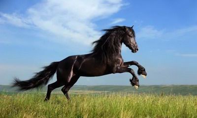 2002年21岁属马的人今年能结婚吗？2022年感情必复合的生肖