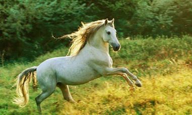 2022壬寅虎年九月属马人运势详解，属马九月出生是什么命？