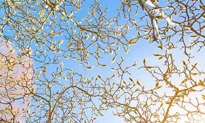 百家姓第几位是苏姓？苏姓得姓始祖是谁？