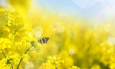 生肖猪的人出生在春分如何？春分气温一般多少度？