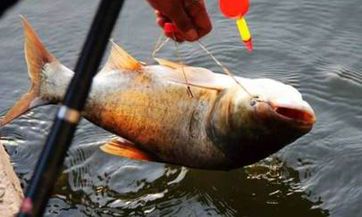 2023惊蛰是好日子吗 惊蛰日子有什么讲究