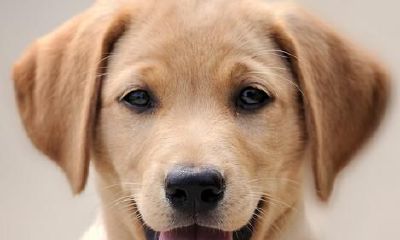 表层正儿八经，实际上很傲娇的四大属相，总是能让你出乎意料的温婉