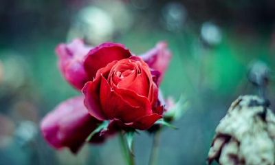 在感情中上，狮子座具有什么优点？