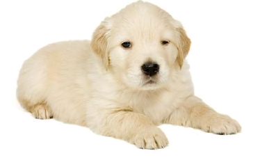 请爱惜家中70年狗年出生的人