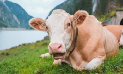 属牛的人十一国庆节出生好不好？属牛几点出生最好？