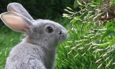 二零二零年生肖属兔人运程