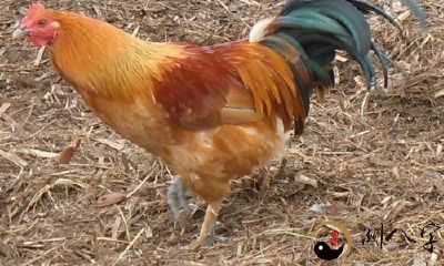 梦见家里许多大鸡