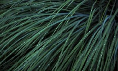 春分节气如何养生？春分养生吃什么好？