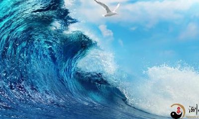 梦见大海和大白鲨