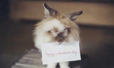 清明节问候语，清明节和情人节的区别是什么？