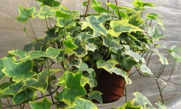 十二星座中谁最笨