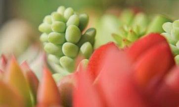 霜降是什么季节的节气 霜降属于冬天还是秋天