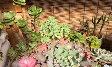 贵人相！这些生肖发胖后会有财神爷眷顾