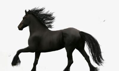 梦到牵着一匹黑马