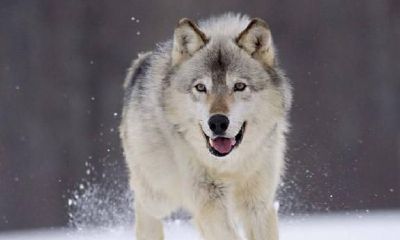 周公解梦：梦见狼；梦到狗