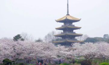 属兔值太岁如何化解