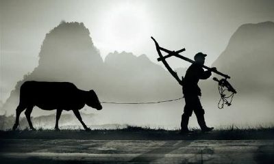 牛年说牛，土亲人的牛，便是土家人的命