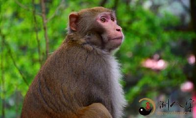 梦见猴子进攻我