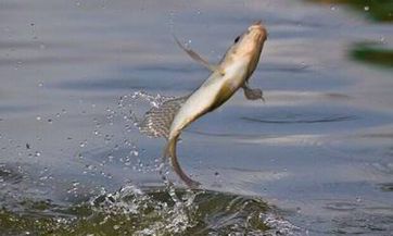 梦见蘑菇怎么回事 梦见蘑菇有什么预兆