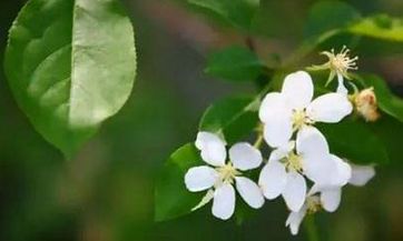 清明节前一天可以上坟吗