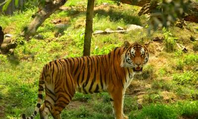 生肖虎出生在清明节好不好？关于清明节的由来你知道吗