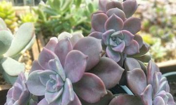 02月20日生肖运势虎、兔、羊大吉