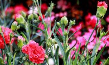 郑博士：7月你的桃花如何 男女情缘提前报