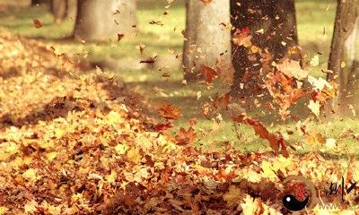 梦见刮大风落叶飘舞