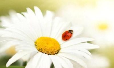 什么叫八字合婚