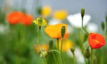 97年属牛24岁运势