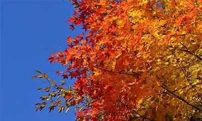 2022年农历八月初九是吉日吗？卦象如何？