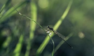 2020年3月20日春分上坟祭祖好不好？上坟有什么讲究？